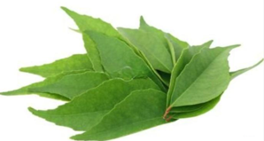 Curry Leaves