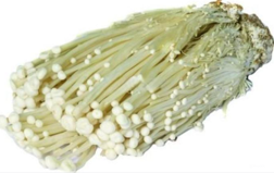 Enoki Golden Mushroom